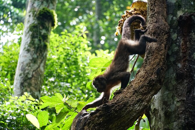 Tijuca Forest Hike - Waterfalls & Caves, Nature & Wild Life! - What the guides add to the experience