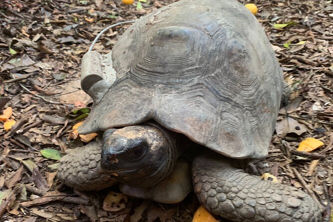 Tijuca Forest Hike - Waterfalls & Caves, Nature & Wild Life! - How difficult is 5.5 miles in the rainforest?