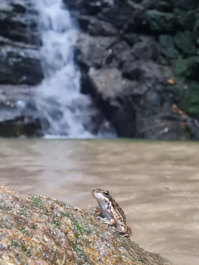 Tijuca Rain Forest - Adventure through Waterfalls & Caves - Key points to know before you book