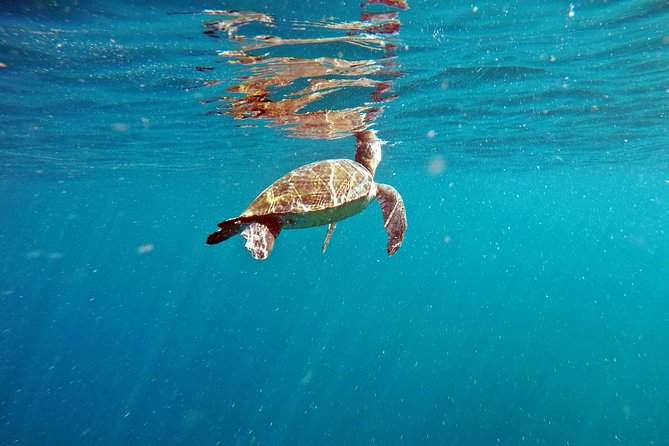 Turtle Snorkeling by Adrenailha - Key points to know before you book