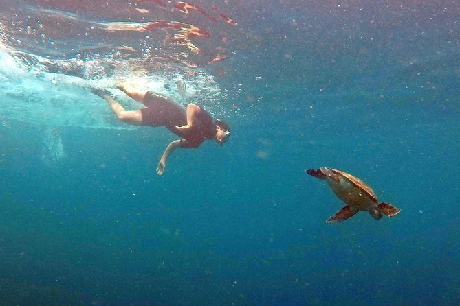 Turtle Snorkeling by Adrenailha - Why Xavier Island is the real attraction