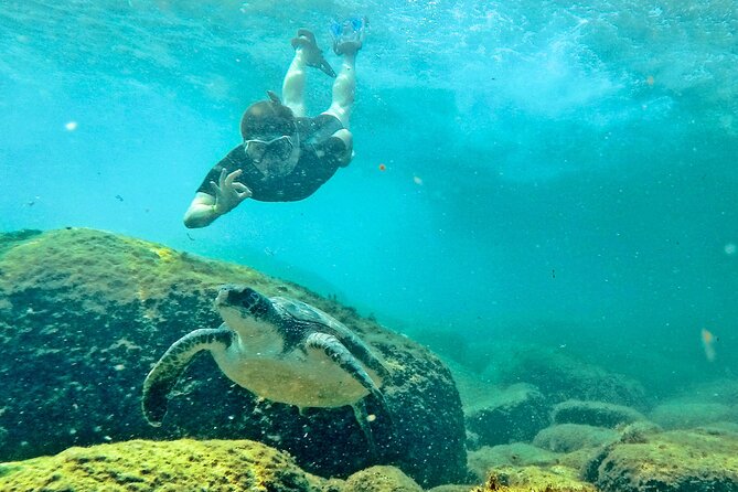 Turtle Snorkeling by Adrenailha - From Barra da Lagoa to the open Atlantic