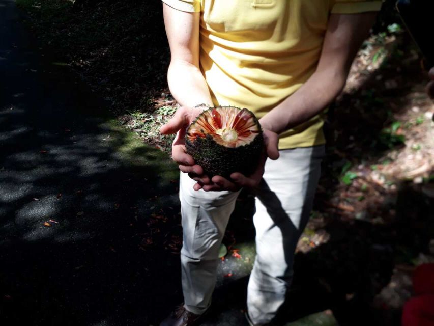 Walk to the Big Rock in Cantareira State Park - Price, timing, and what to bring